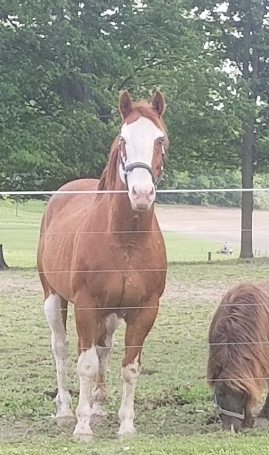Aegidienberger Horses For Sale Cheyenne, WY 126094