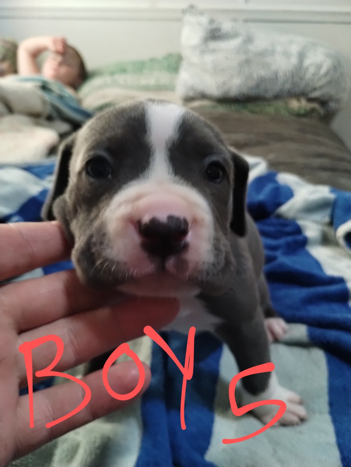 American Pit Bull Terrier Puppies For Sale Glasgow, KY 538530