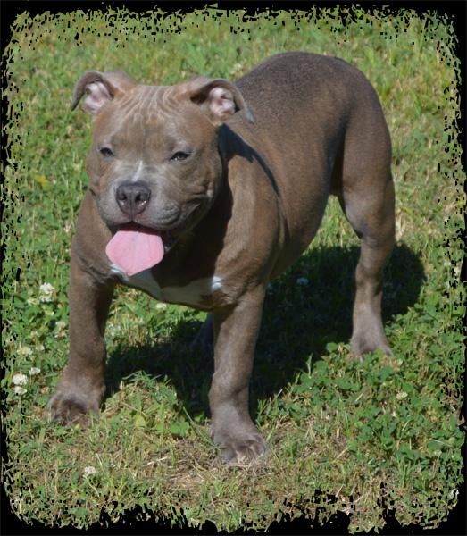 American Pit Bull Terrier Puppies For Sale Jackson, MS