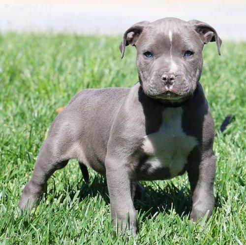 American Pit Bull Terrier Puppies For Sale Strafford, NH