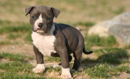 American Pit Bull Terrier Puppies For Sale | Jersey City ...