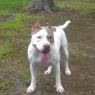 pitbull puppies for sale richmond va