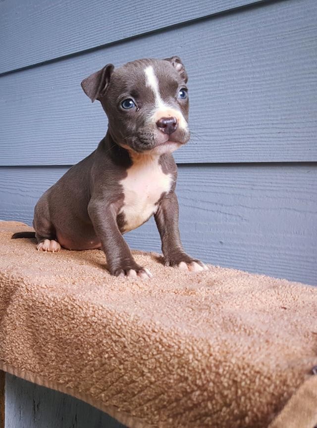 American Pit Bull Terrier Puppies For Sale Albuquerque