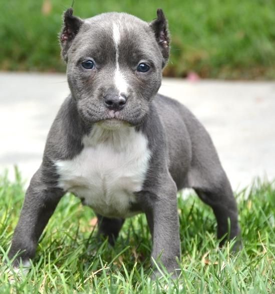 Pitbull Puppies Houston American Pit Bull Terrier Puppies For Sale