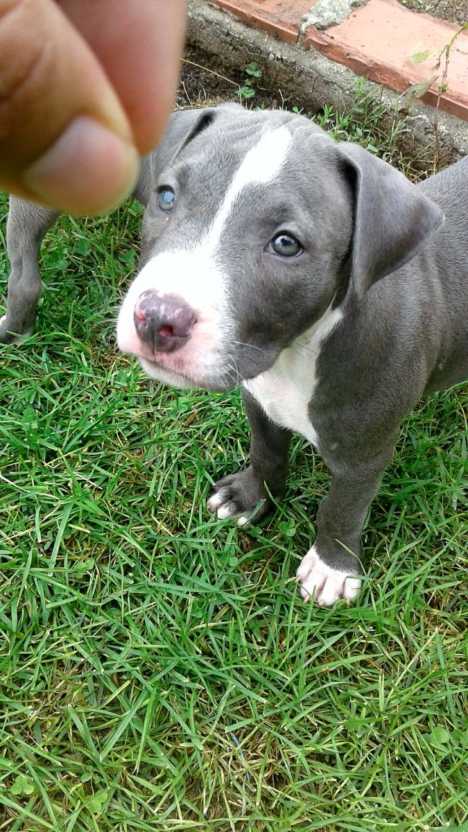 American Pit Bull Terrier Puppies For Sale LaSalle, IL
