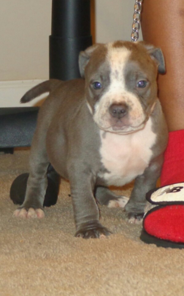 American Pit Bull Terrier Puppies For Sale Chicago, IL