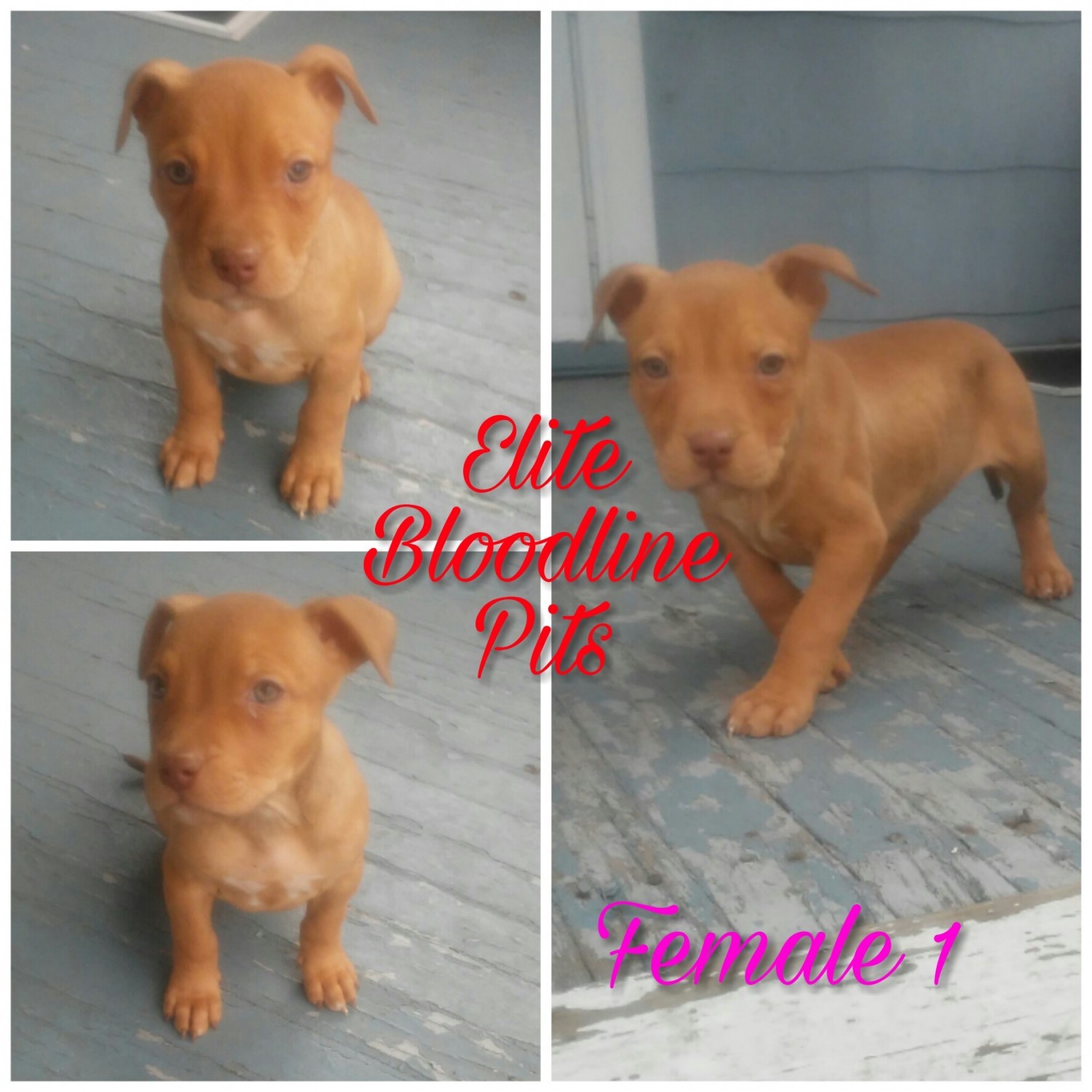 American Pit Bull Terrier Puppies For Sale Akron, OH 181312