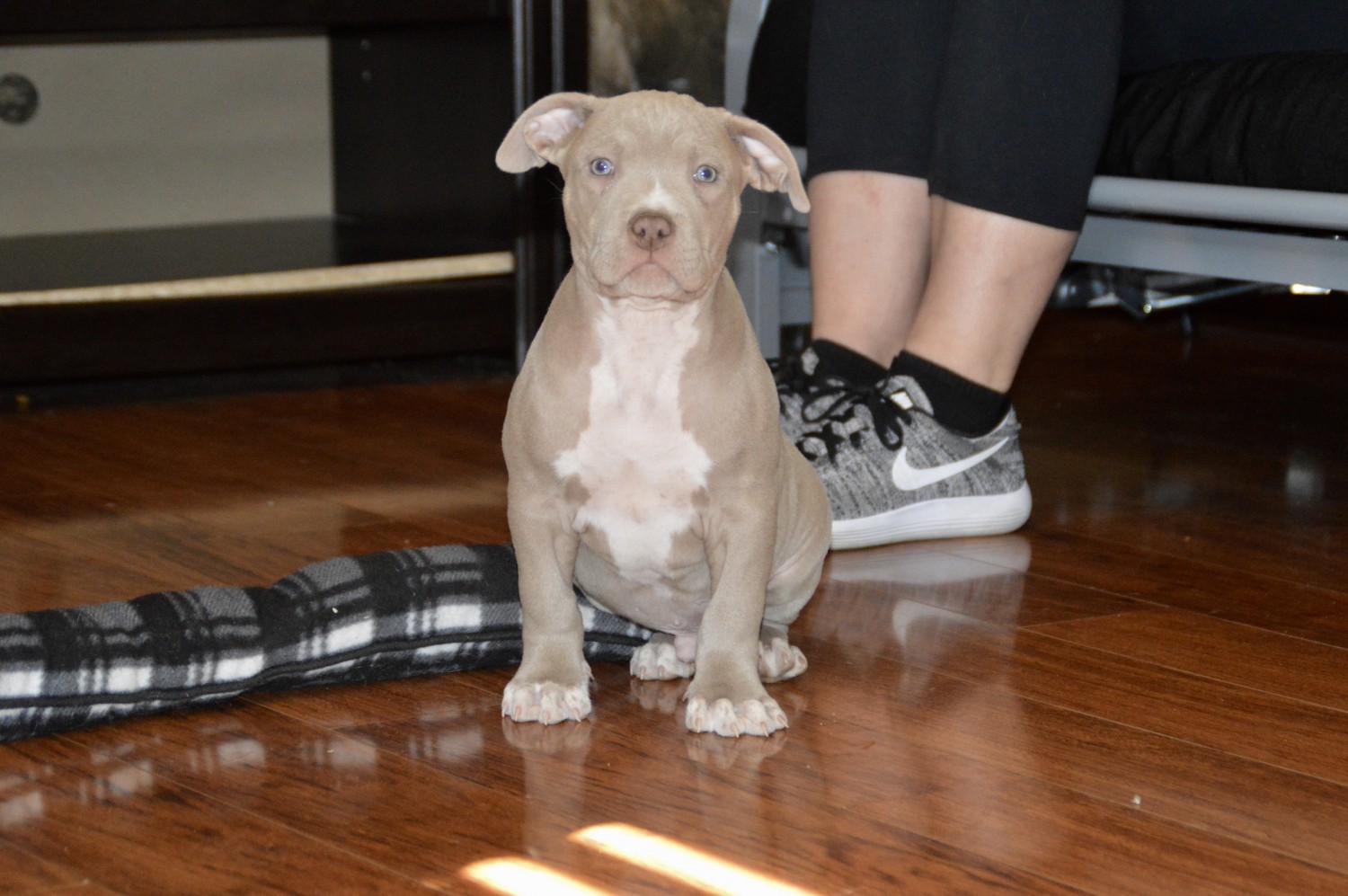 American Pit Bull Terrier Puppies For Sale Toms River