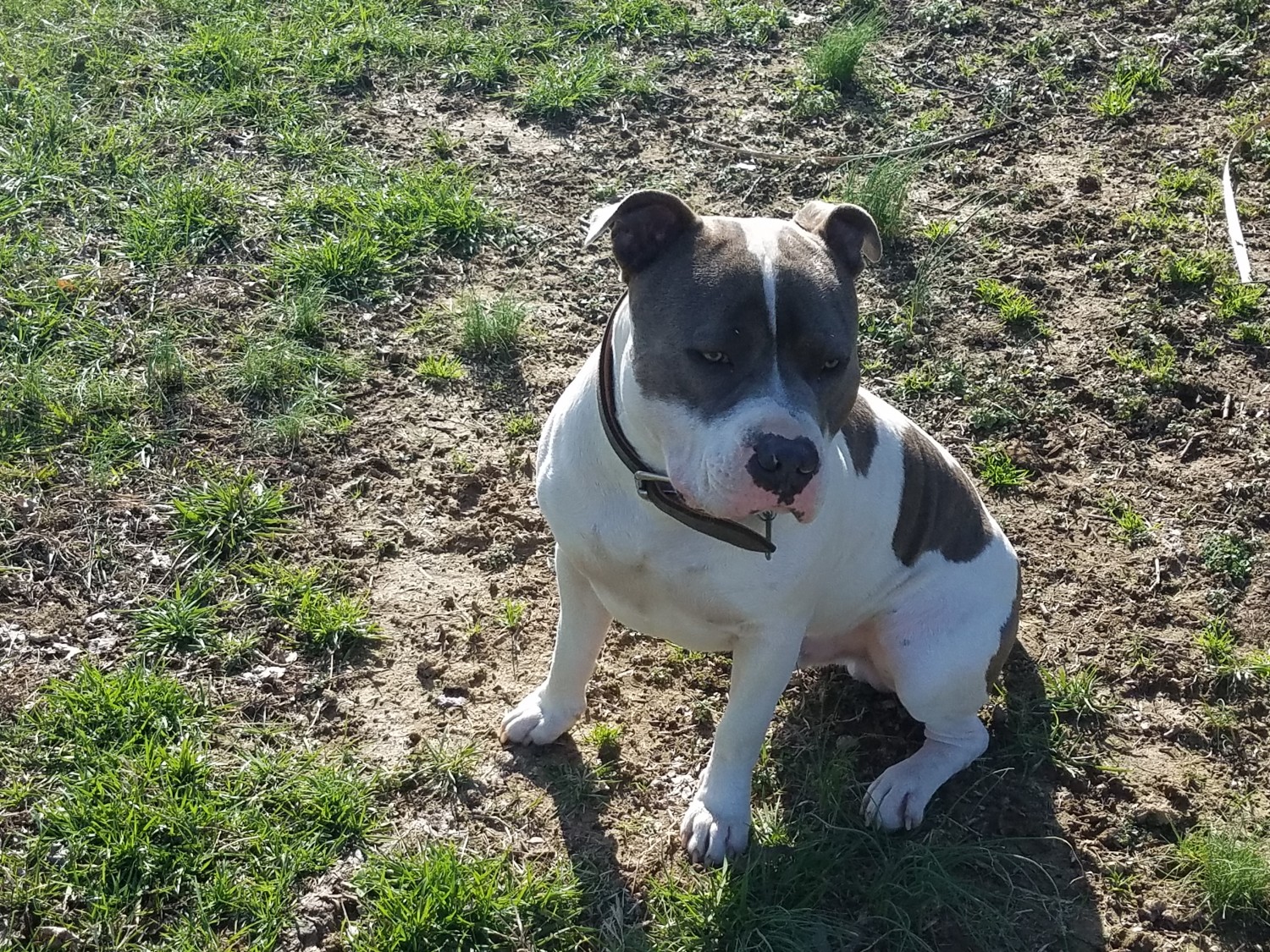 American Pit Bull Terrier Puppies For Sale Midland, NC
