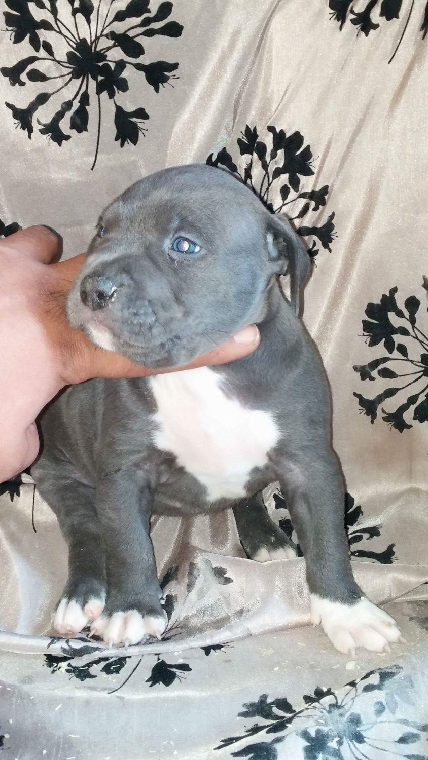 American Pit Bull Terrier Puppies For Sale Colorado