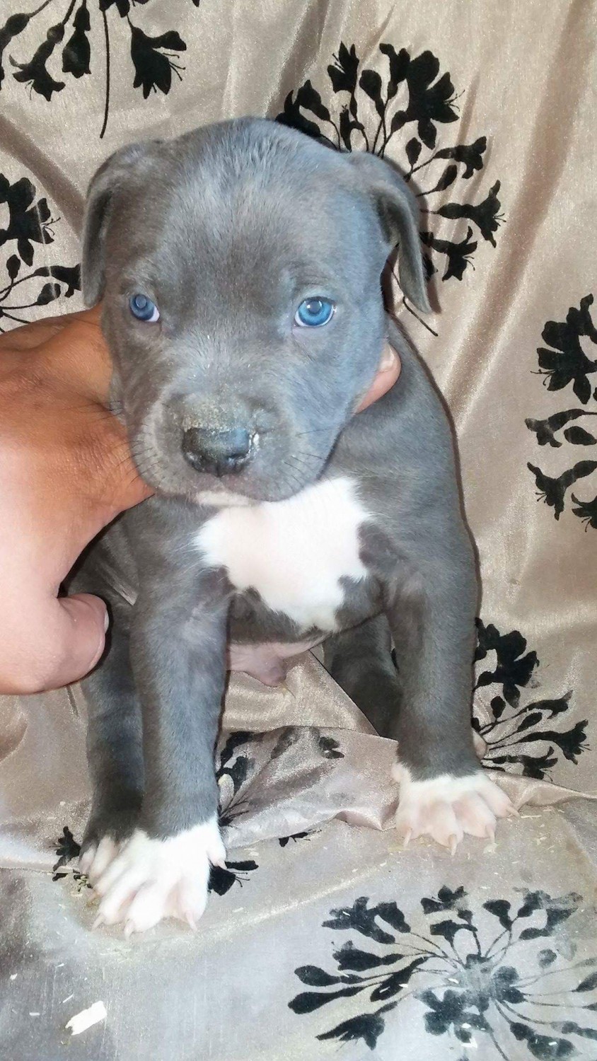 American Pit Bull Terrier Puppies For Sale | Colorado Springs, CO #193763
