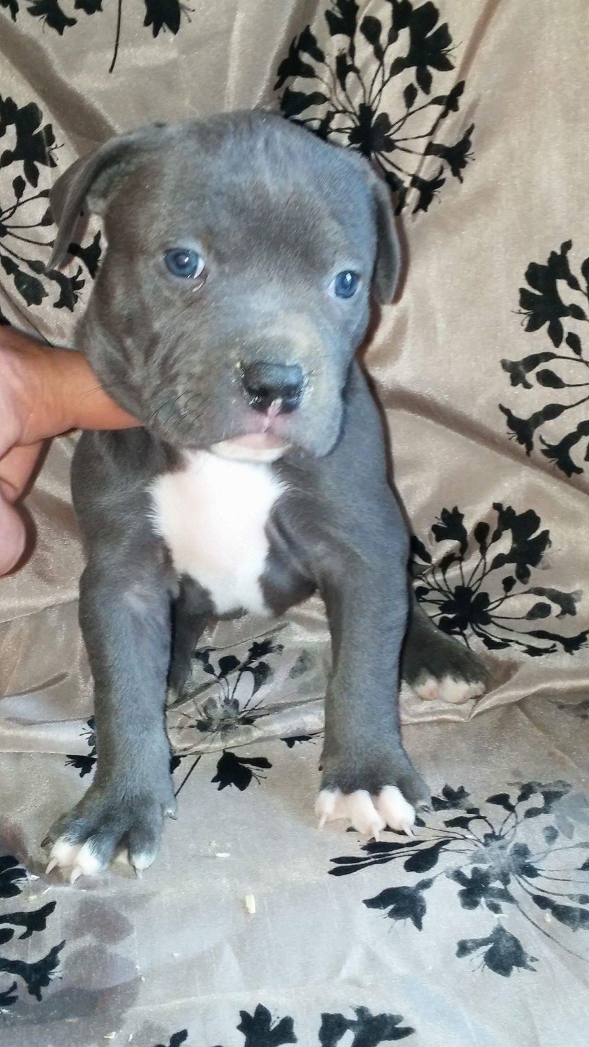 American Pit Bull Terrier Puppies For Sale | Colorado ...