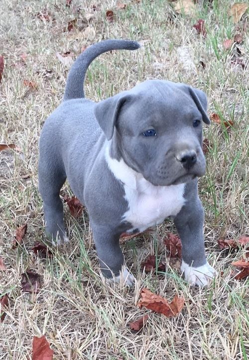 American Pit Bull Terrier Puppies For Sale Pasadena, CA
