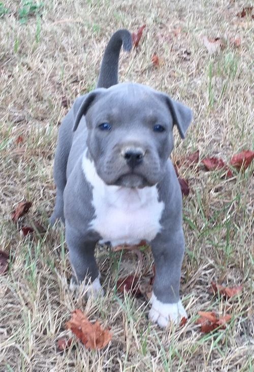 American Pit Bull Terrier Puppies For Sale Birmingham