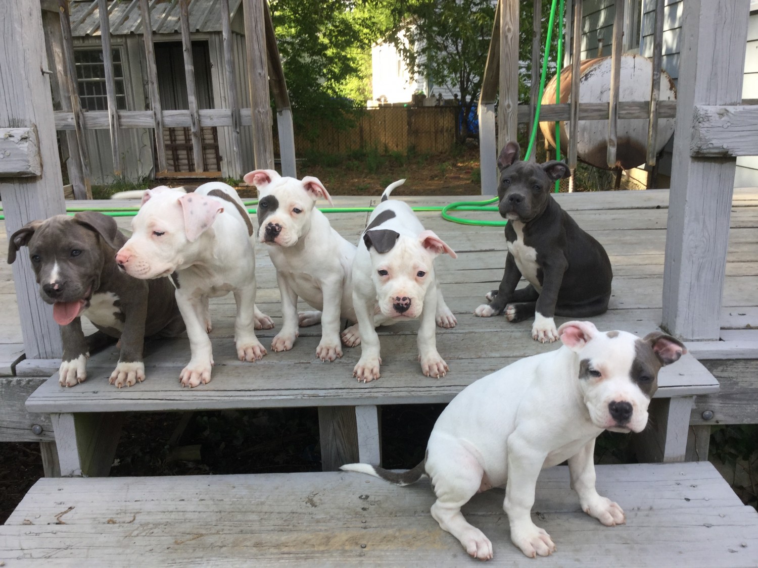 American Pit Bull Terrier Puppies For Sale Richmond, VA