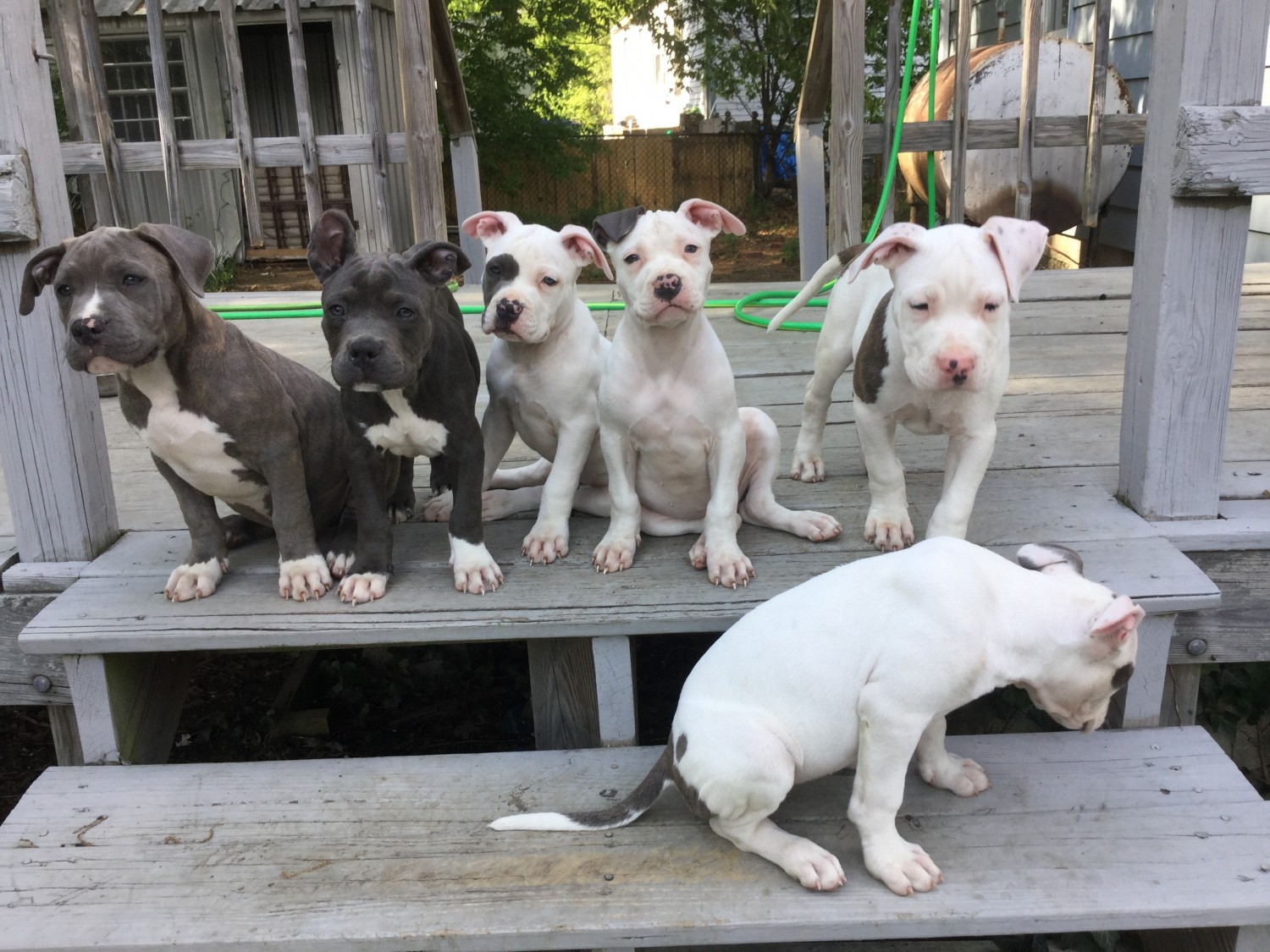 American Pit Bull Terrier Puppies For Sale | Richmond, VA #203698