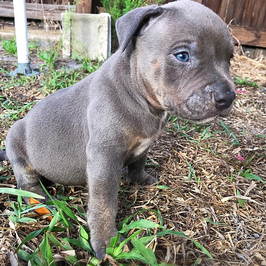 American Pit Bull Terrier Puppies For Sale Halifax, PA