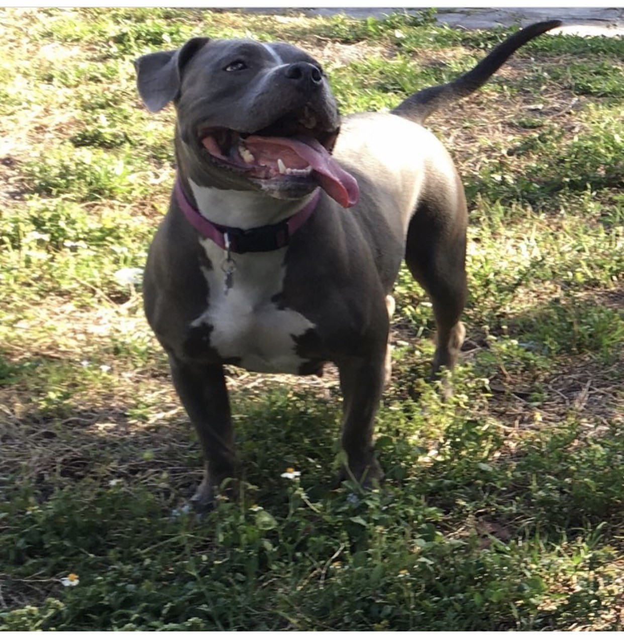 Pitbull Puppies For Sale Fort Lauderdale