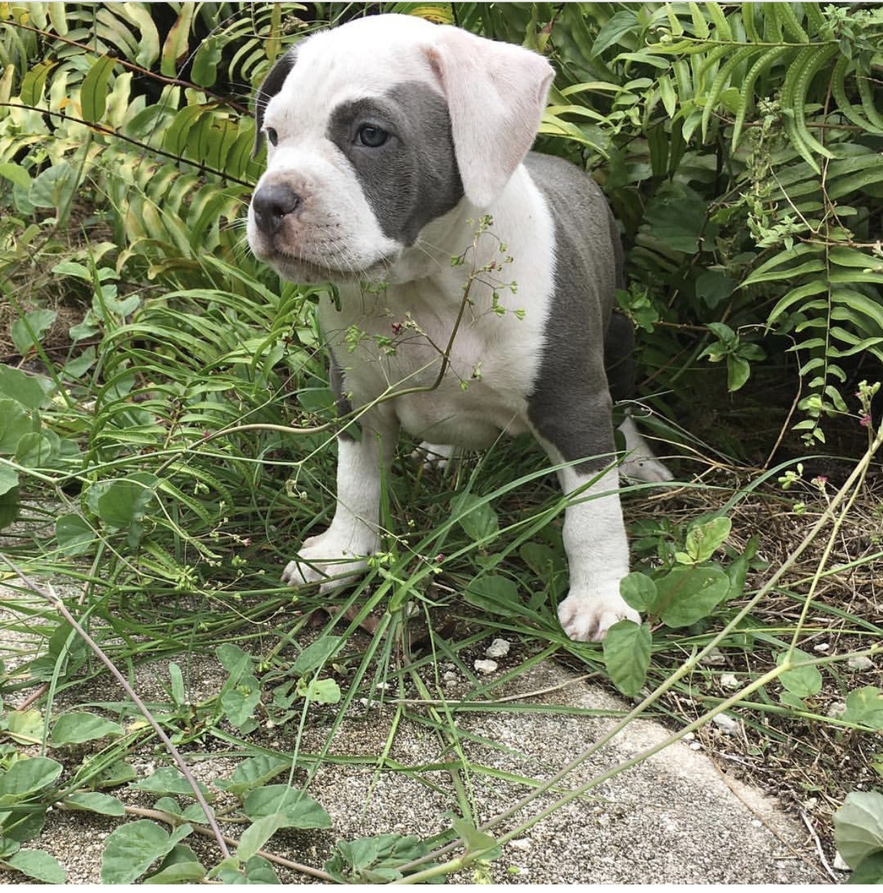 American Pit Bull Terrier Puppies For Sale Fort Lauderdale, FL 217100