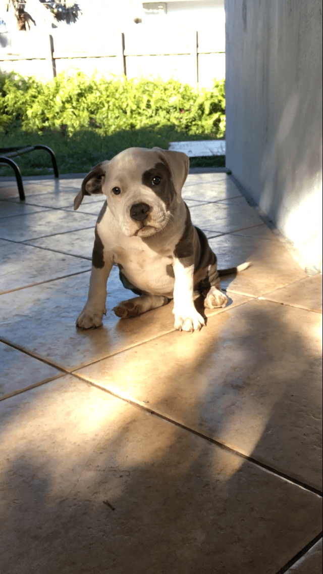 American Pit Bull Terrier Puppies For Sale Fort Lauderdale, FL 217100
