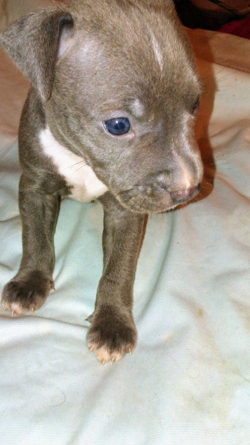 American Pit Bull Terrier Puppies For Sale Staten Island
