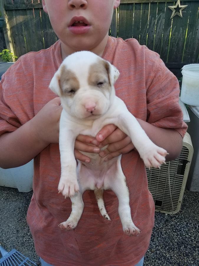 American Pit Bull Terrier Puppies For Sale Missouri