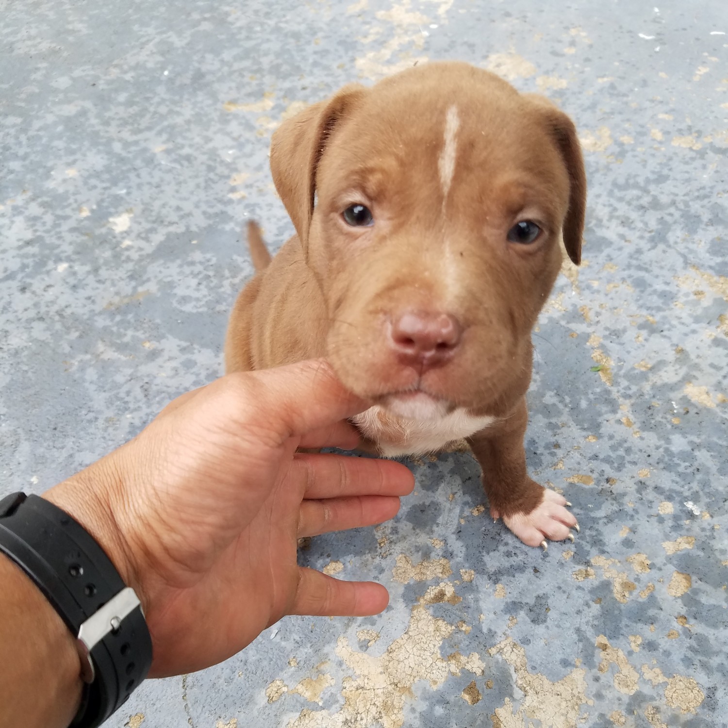 American Pit Bull Terrier For Sale in South Carolina