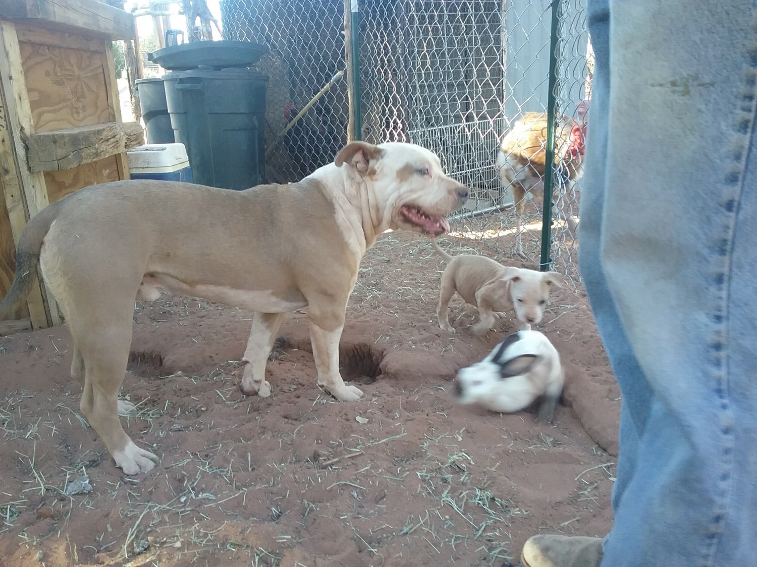 American Pit Bull Terrier Puppies For Sale Show Low, AZ