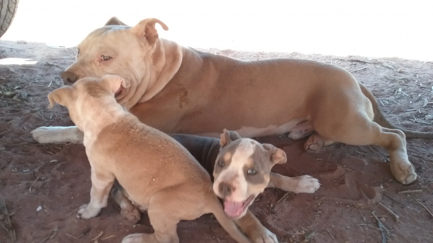 American Pit Bull Terrier Puppies For Sale Show Low, AZ