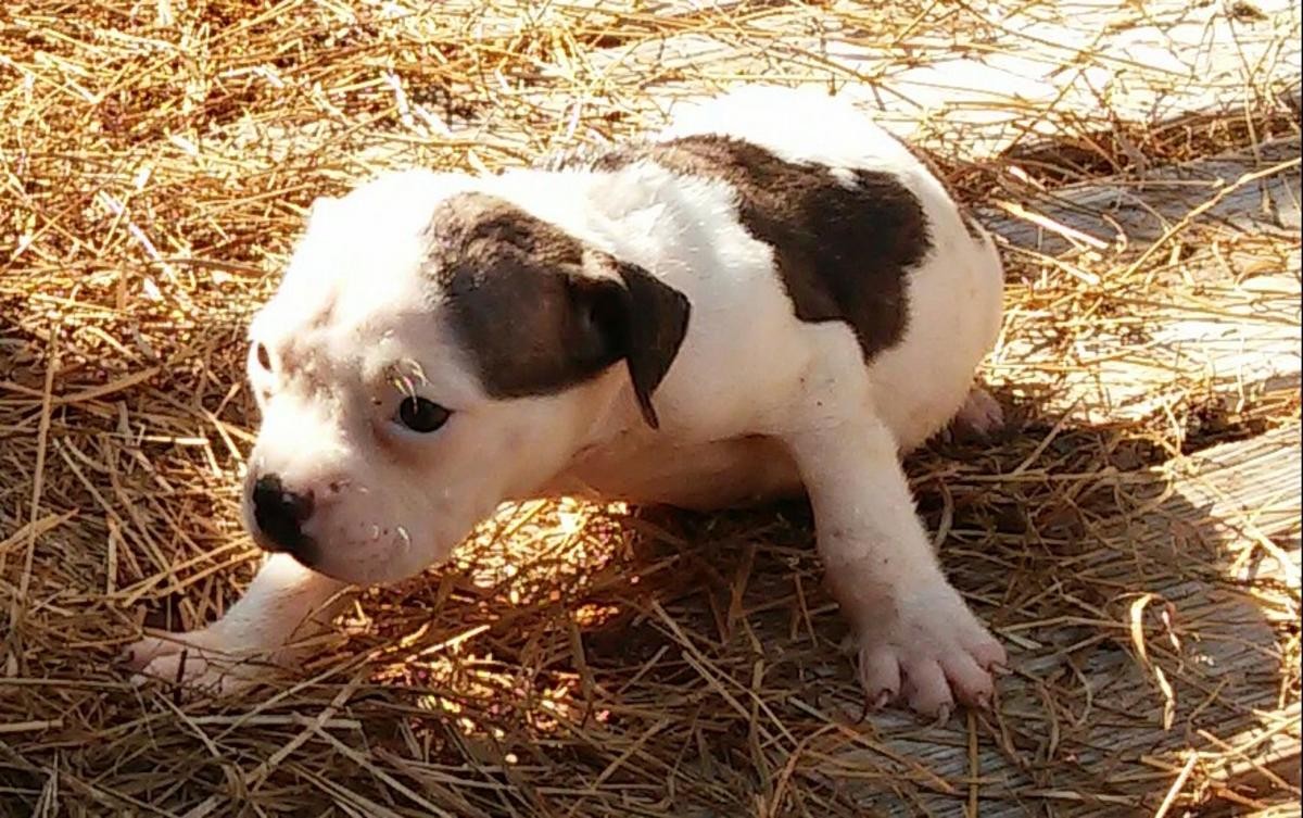 American Pit Bull Terrier Puppies For Sale Kansas City