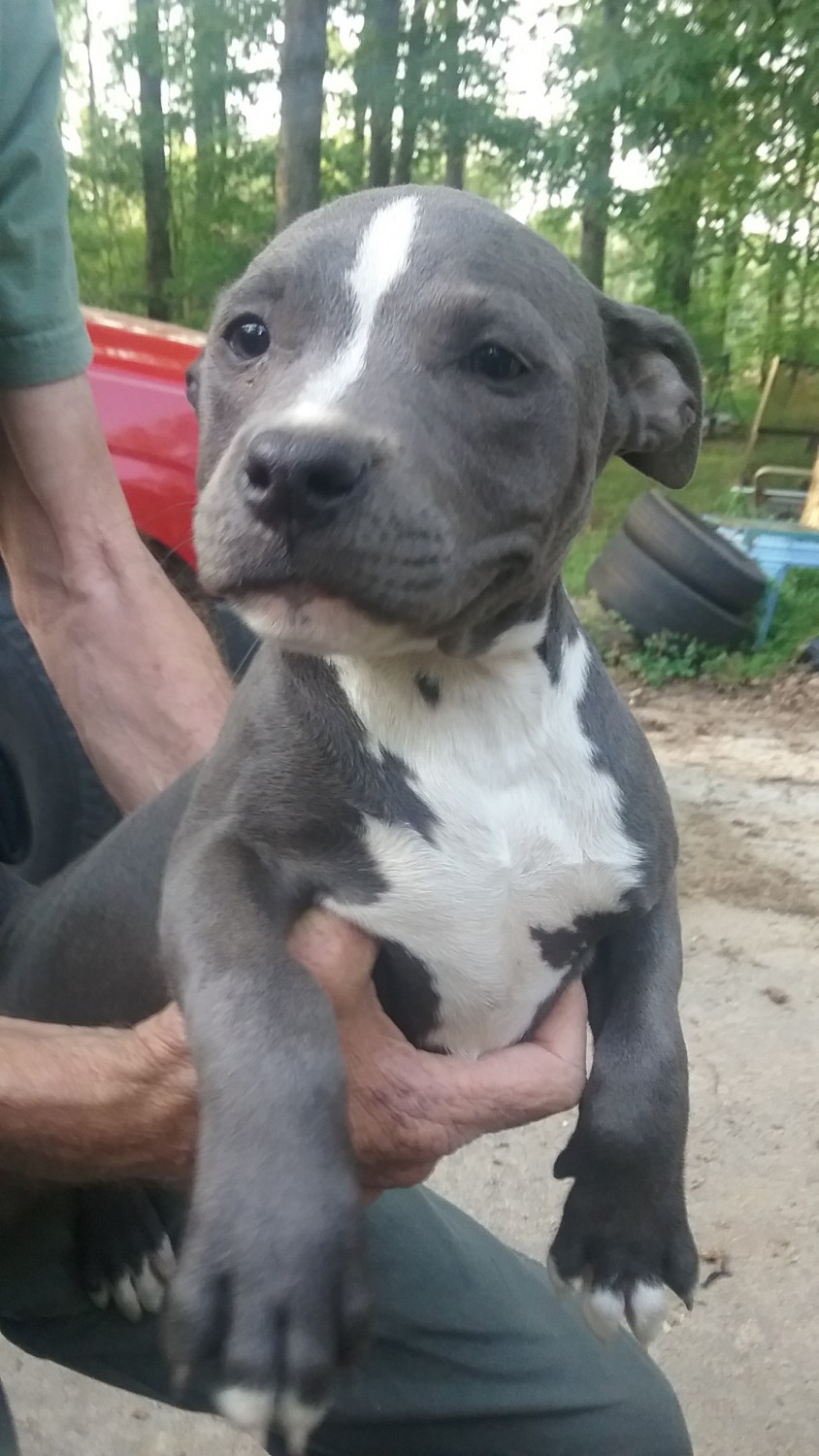 American Pit Bull Terrier Puppies For Sale Newborn, GA