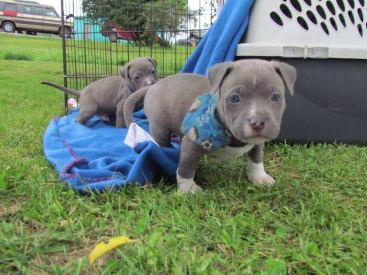 American Pit Bull Terrier Puppies For Sale Kansas City