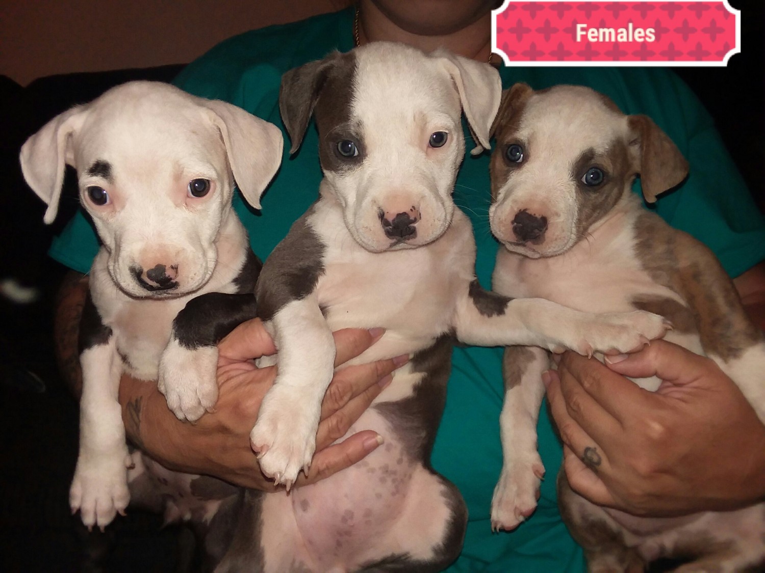 American Pit Bull Terrier Puppies For Sale Hesperia, CA