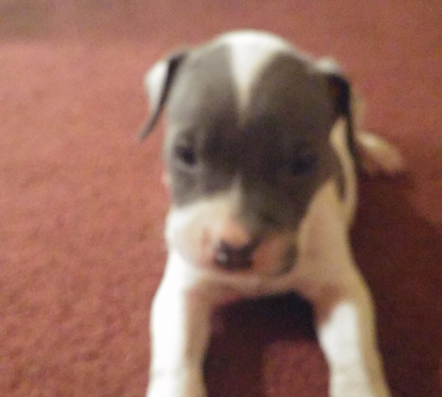 American Pit Bull Terrier Puppies For Sale Vineland, NJ