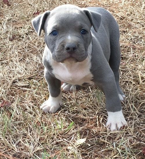 American Pit Bull Terrier Puppies For Sale California
