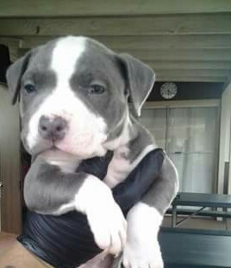American Pit Bull Terrier Puppies For Sale Houston, TX 230772