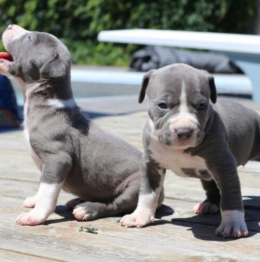 American Pit Bull Terrier Puppies For Sale Pittsburgh