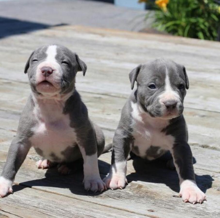 American Pit Bull Terrier Puppies For Sale New York, NY