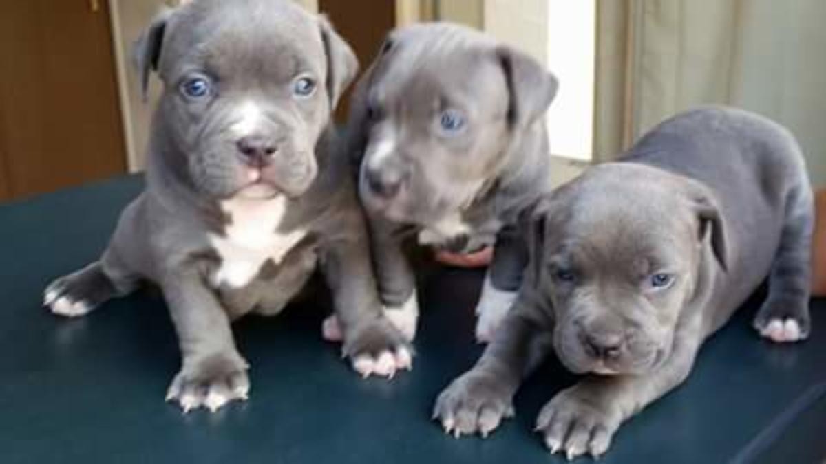 American Pit Bull Terrier Puppies For Sale Columbus, OH
