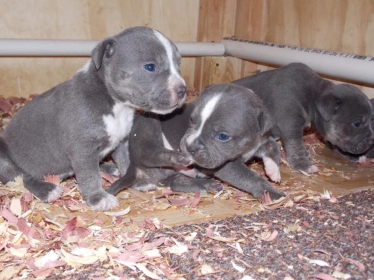 American Pit Bull Terrier Puppies For Sale Denver, CO