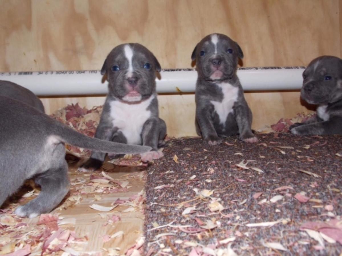 American Pit Bull Terrier Puppies For Sale Pittsburgh