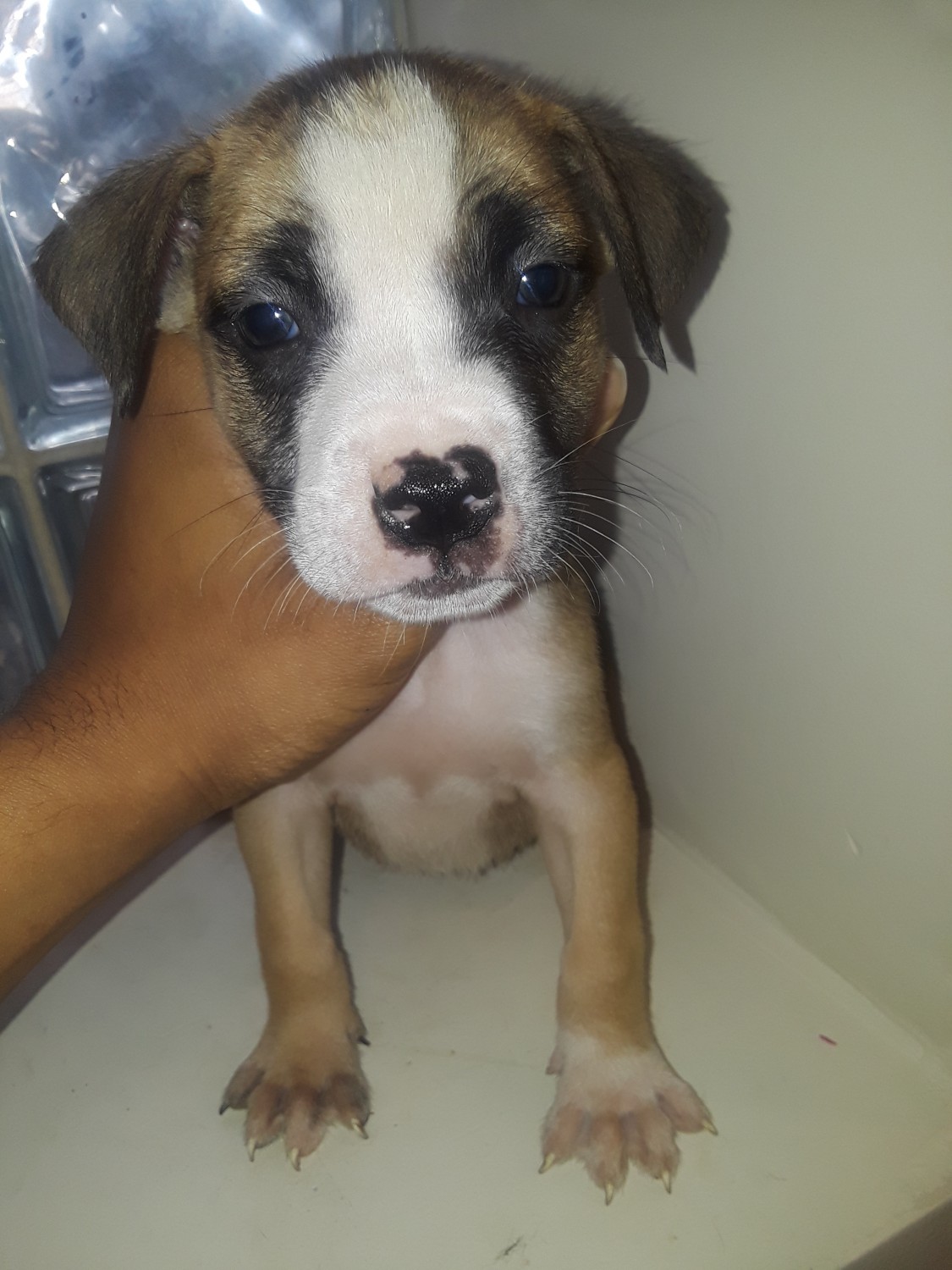 American Pit Bull Terrier Puppies For Sale Chicago, IL