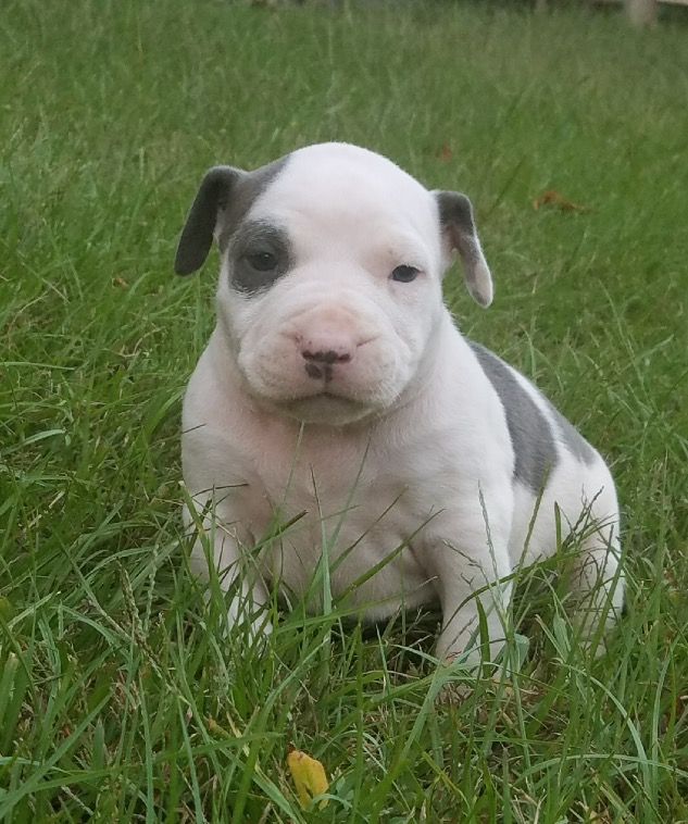 American Pit Bull Terrier Puppies For Sale Fulton, MS 246971