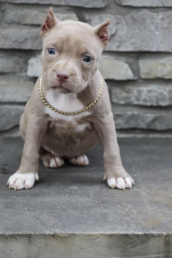 American Pit Bull Terrier Puppies For Sale Farmingdale
