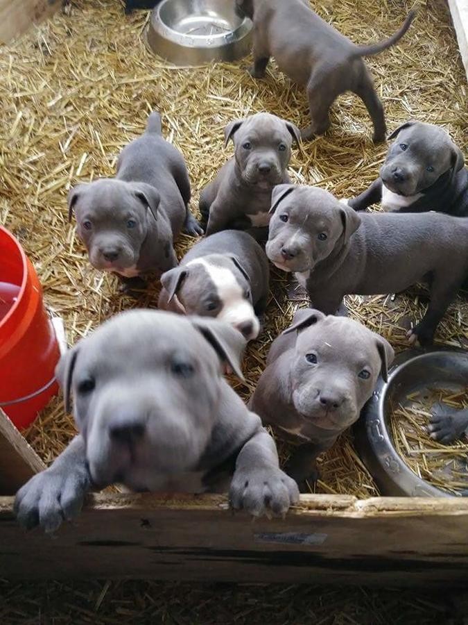 American Pit Bull Terrier Puppies For Sale Los Angeles