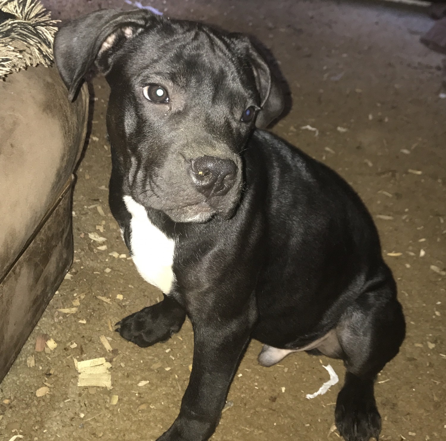 American Pit Bull Terrier Puppies For Sale Raleigh, NC
