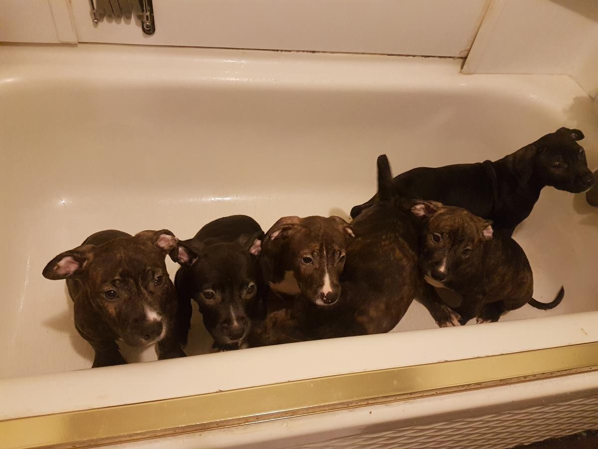 American Pit Bull Terrier Puppies For Sale | Calgary, AB #253150