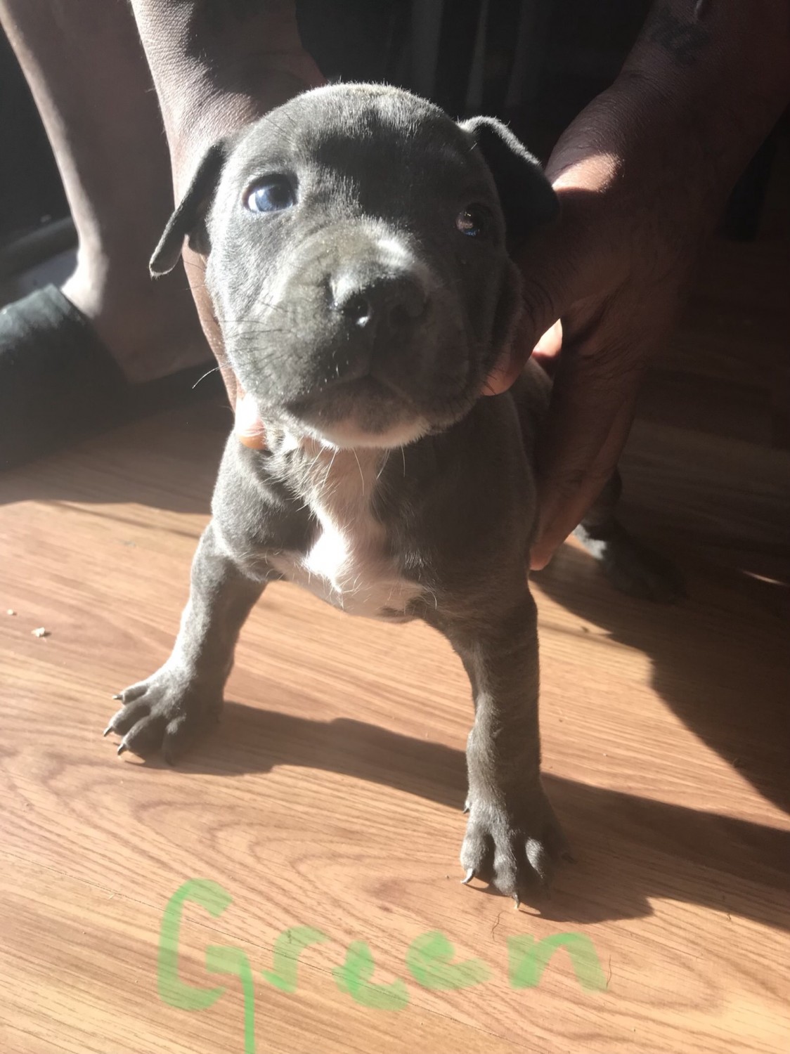 American Pit Bull Terrier Puppies For Sale Frederick, MD