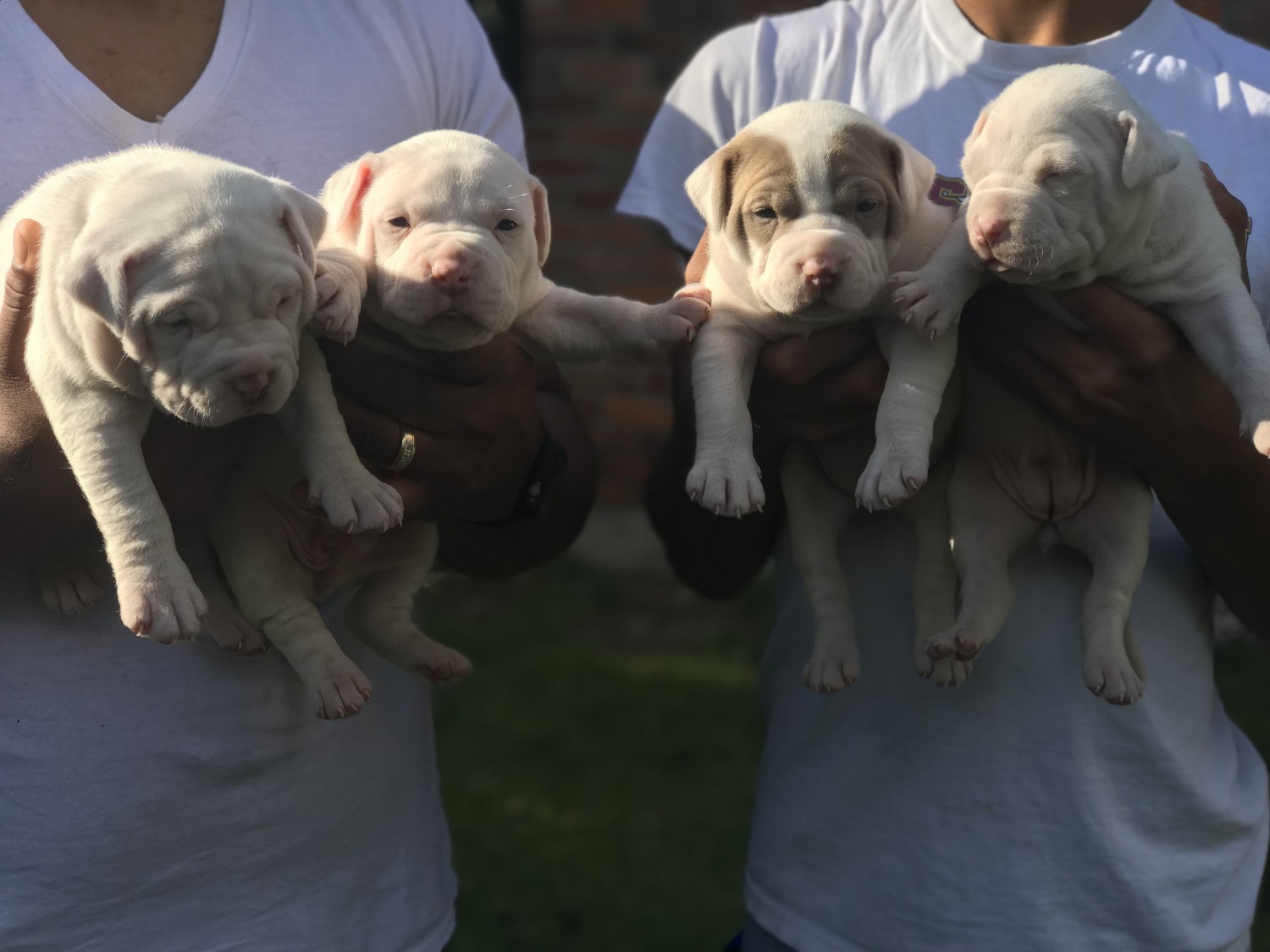American Pit Bull Terrier Puppies For Sale Montgomery