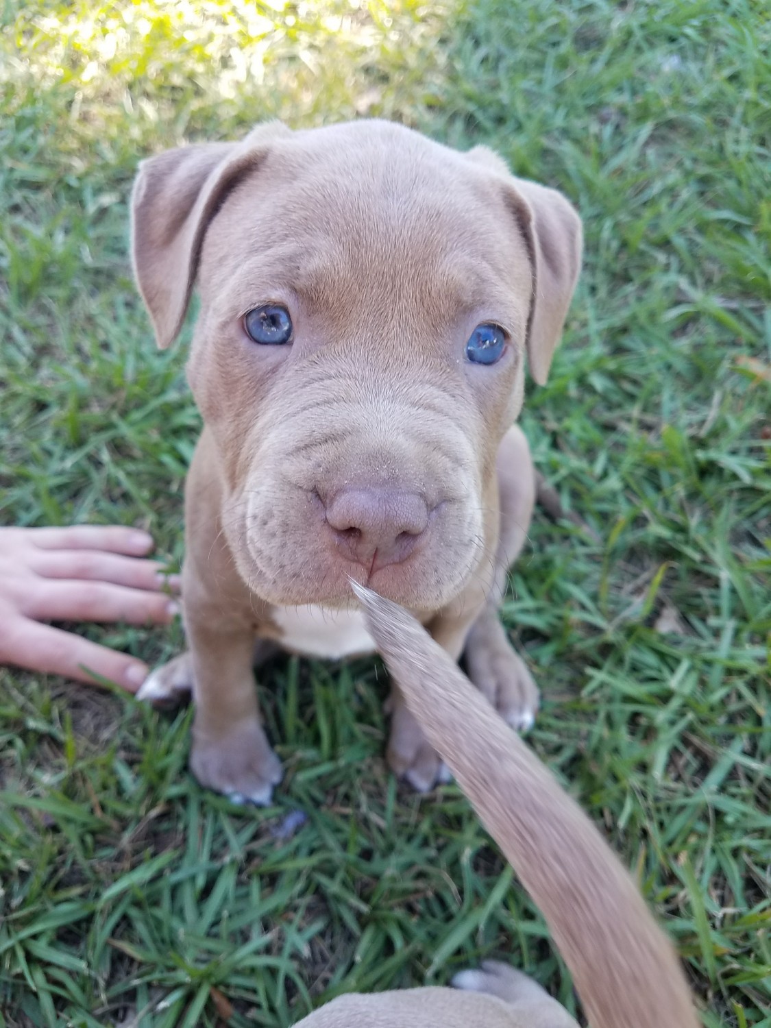 American Pit Bull Terrier Puppies For Sale Gainesville